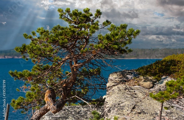 Fototapeta На Севере диком...