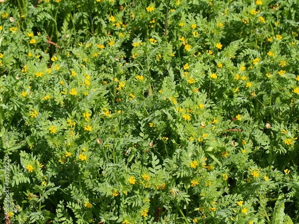 Obraz Yellow Serradella (Ornithopus compressus)