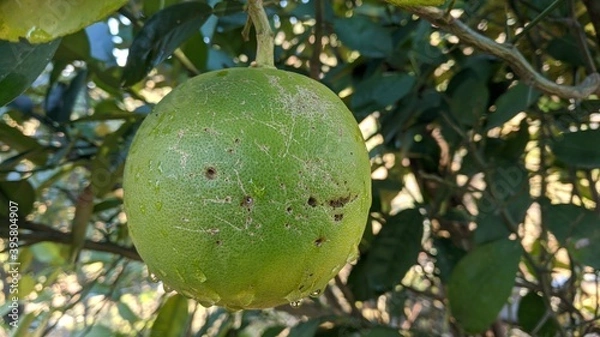 Obraz Dew drops on Fruit with tree