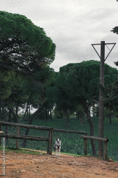 Obraz Dog holding a stick in a forest