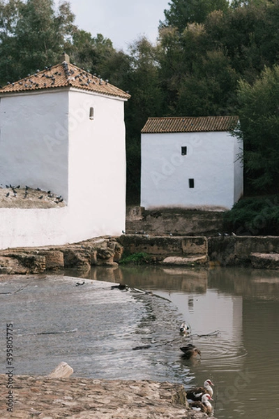 Obraz Water mill and ducks
