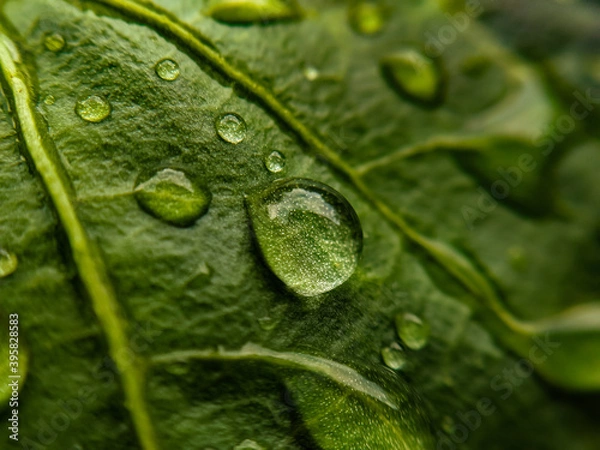 Obraz water drops on leaf