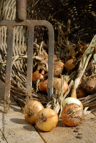 Obraz récolte d'oignons