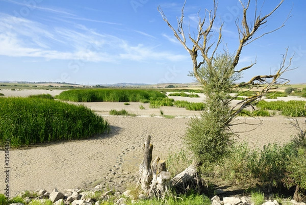 Fototapeta Dead Willow Tree