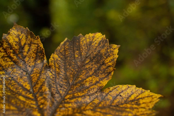 Obraz autumn leaves on the tree