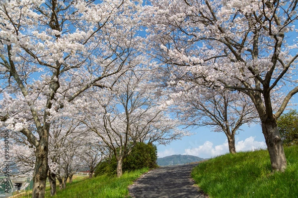 Fototapeta 日本の桜