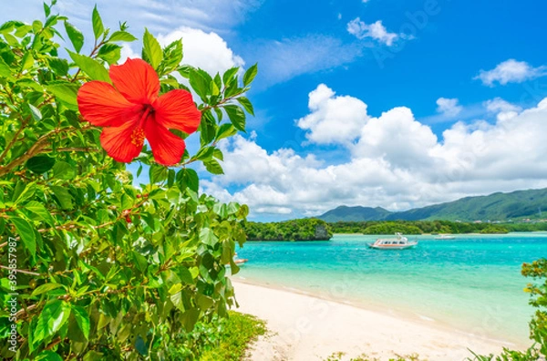 Obraz ハイビスカスと川平湾