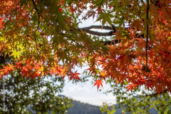Fototapeta 奇麗に紅葉しているカエデ（岐阜県岐阜市）