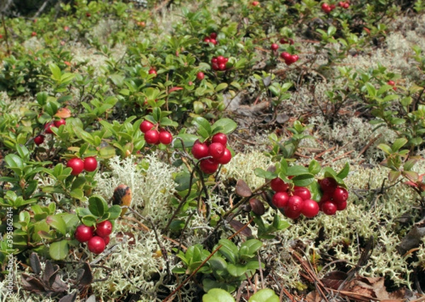 Obraz A bunch of wild cranberries in the moss