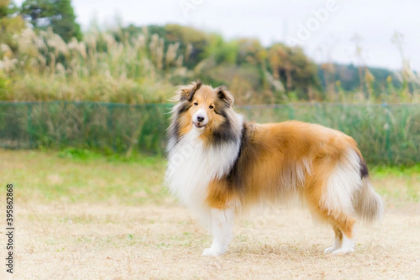 Obraz ラフコリー シェルティー シェットランドシープドッグ 犬 牧羊犬