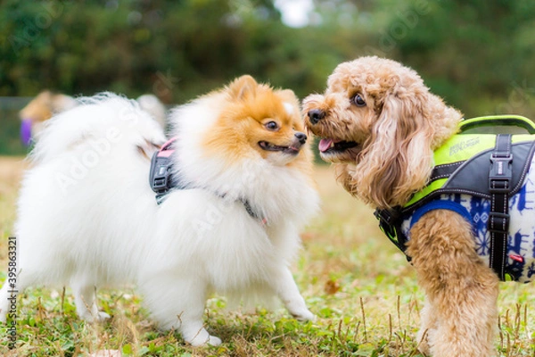 Obraz ポメラニアン　プードル　遊び　犬