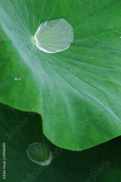 Fototapeta ハスの葉の上のしずく