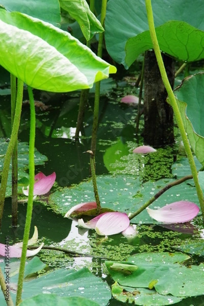 Fototapeta 散ったハスの花びら
