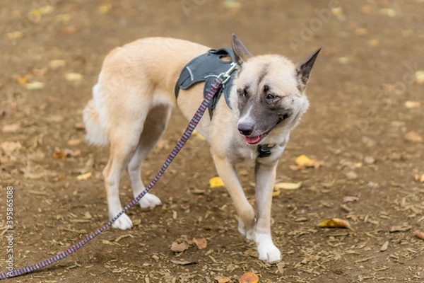 Fototapeta 雑種犬　犬　