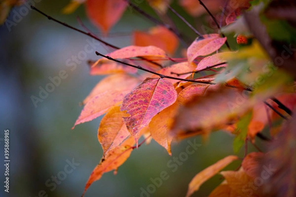 Fototapeta 赤い紅葉