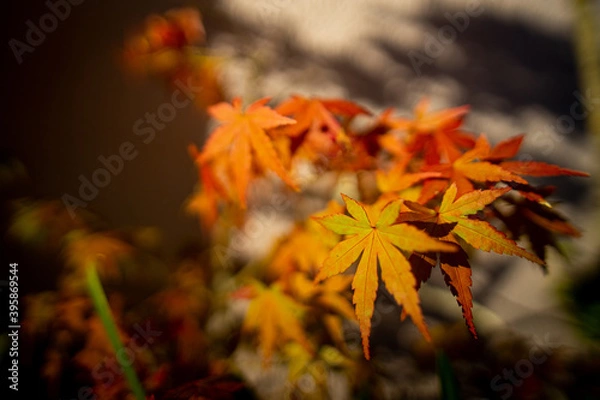 Fototapeta オレンジ系の紅葉