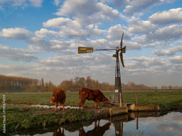 Obraz landscape with cows and windmill