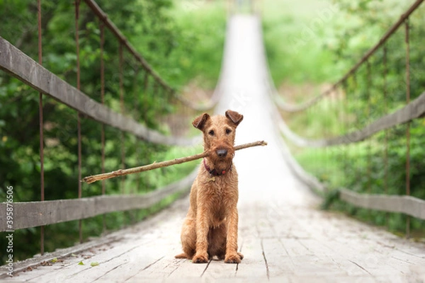 Obraz An Irish Terrier sits on a bridge and holds a stick