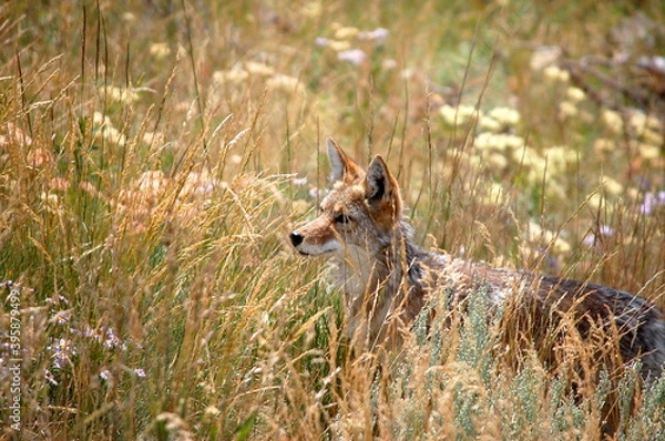 Obraz レッドフォックス