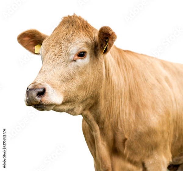 Obraz cow on a white background isolated