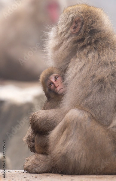 Fototapeta 優しく子を抱くニホンザルの親子