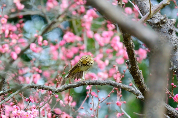 Fototapeta 紅梅とトラツグミ