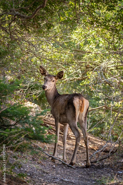 Fototapeta Red deer (Cervus elaphus C. e. hippelaphus) in Parnitha mountain, Greece