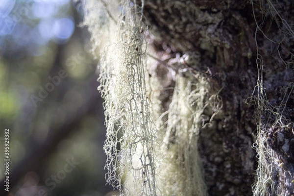 Fototapeta tree in the forest