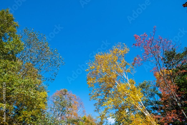 Fototapeta 秋のオンネトー湖畔の紅葉（北海道・足寄町）