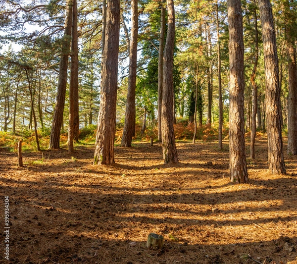 Obraz magnificent forest in autumn with bright sunlight shining through the trees