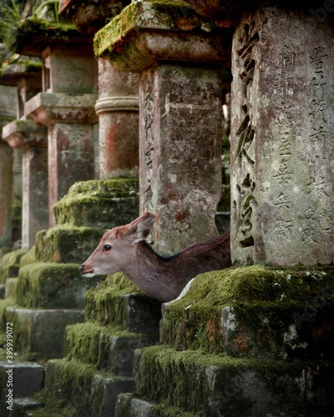 Obraz Lanterns with a deer