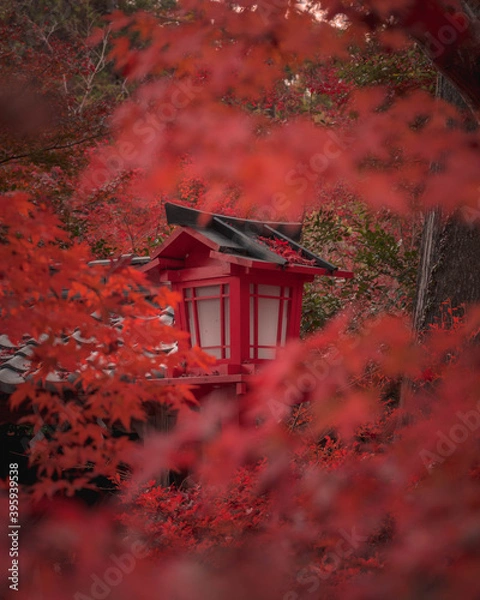 Obraz Red lantern in autumn at Japanese shrine