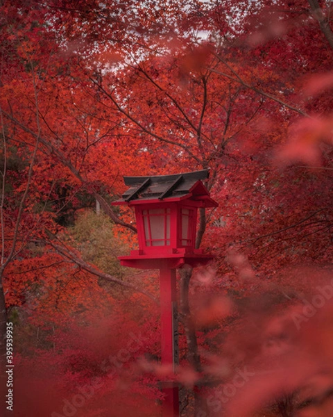 Obraz Red lantern in Japanese shrine in autumn