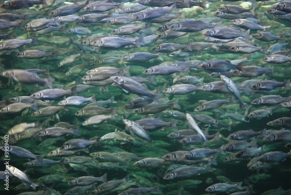 Obraz Fischschwarm 1