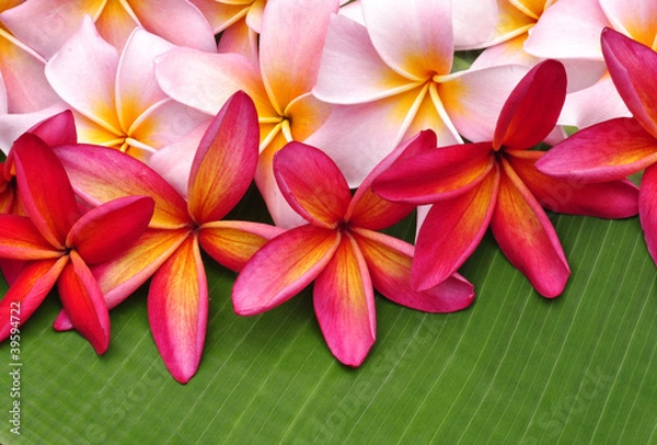 Obraz Colorful Plumeria flowers on banana leaf