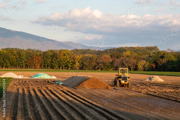 Fototapeta 秋の夕方の斜里町のジャガイモ畑（北海道・斜里町）