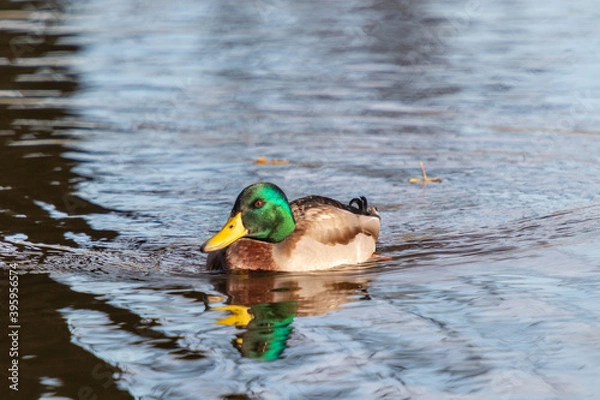 Fototapeta duck on the water