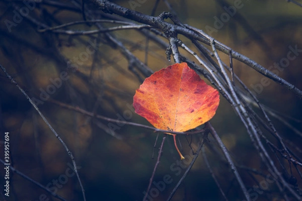 Fototapeta Red yellow autumn leaf tree branches dark background soft focus.