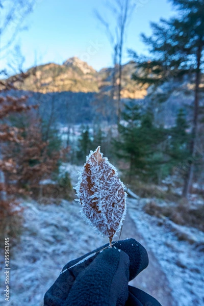Fototapeta Mount Wendelstein in the background of a frosty scene