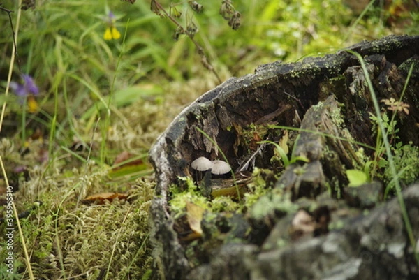 Obraz mushrooms in a tree stump
