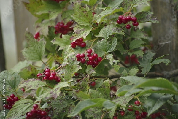 Obraz red currant bush