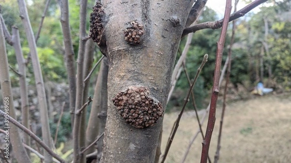 Obraz Apple tree suffering in autumn