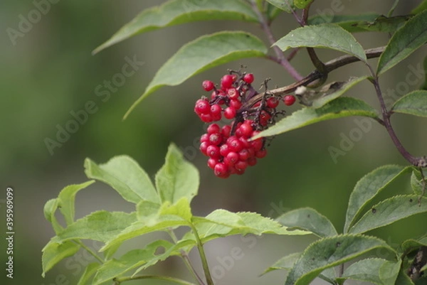 Obraz red berries on a bush