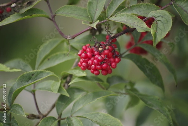 Obraz red berries on a bush