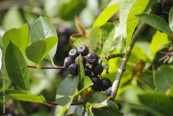 Obraz currant berries