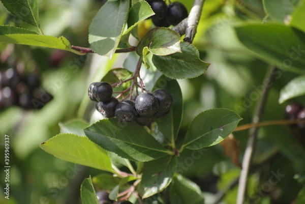 Obraz blueberries on a tree