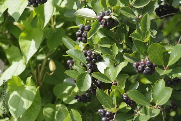Obraz black currant bush