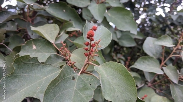 Obraz War against autumn