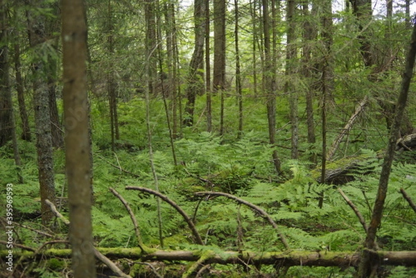 Fototapeta trees in the forest