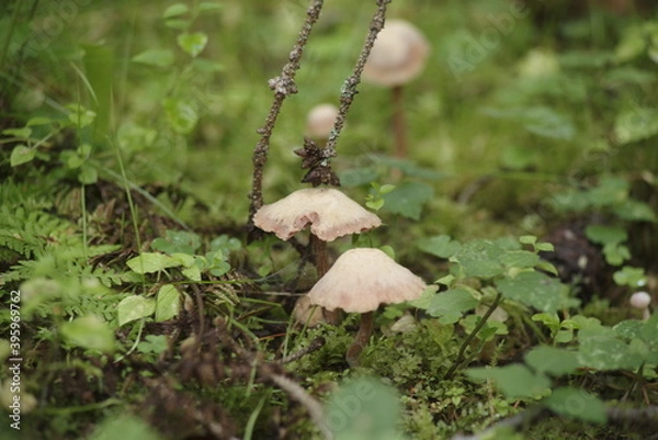 Obraz mushrooms in the forest